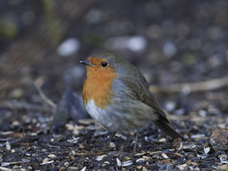 European robin (Erithacus rubecula)