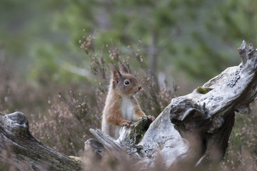 Red squirrel, Sciurus Vulgaris, sitting and walking along pine branch near heather in the forests of cairngorms national, scotland