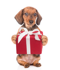 Funny dachshund puppy with gift box. isolated on white background