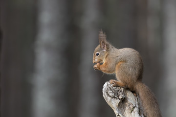 Red squirrel, Sciurus Vulgaris, sitting and walking along pine branch near heather in the forests of cairngorms national, scotland