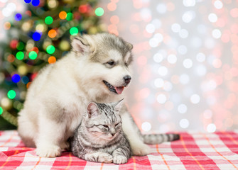 Fototapeta na wymiar Alaskan malamute puppy hugs the cat on a background of the Christmas tree