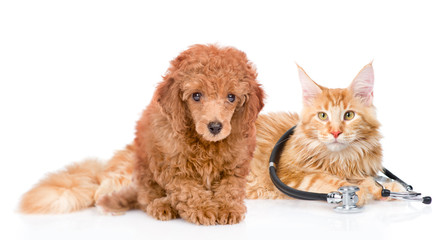 Maine coon cat  with stethoscope on their neck and poodle puppy. isolated on white background