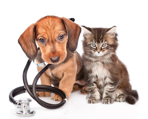 Scottish cat and dachshund puppy with stethoscope on their neck. isolated on white background