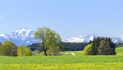 frühlingshafter Morgen am bayrischen Alpenrand