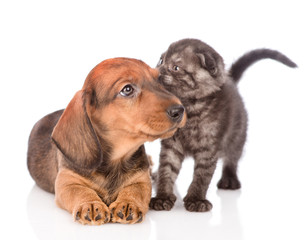 loving each other puppy and kitten.  isolated on white background