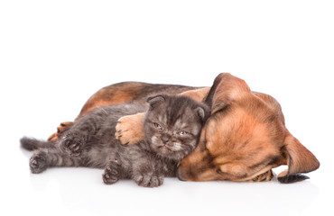 Sleeping dachshund puppy embracing kitten.  isolated on white background