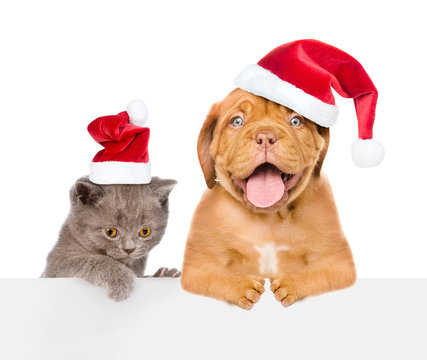 Cat and dog in red christmas hats peeking above empty white board. isolated on white background. Space for text