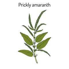 Fototapeta premium Prickly Amaranth Amaranthus spinosus , or Needle burr, medicinal plant