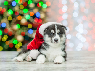 Fototapeta na wymiar Husky puppy in red sata hat lying on a background of the Christmas tree