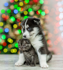 Husky puppy hugs a kitten on a background of the Christmas tree