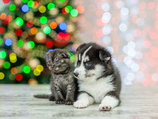Husky puppy and tiny kitten on a background of the Christmas tree