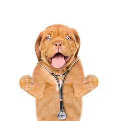 Funny puppy with stethoscope on his neck. isolated on white background