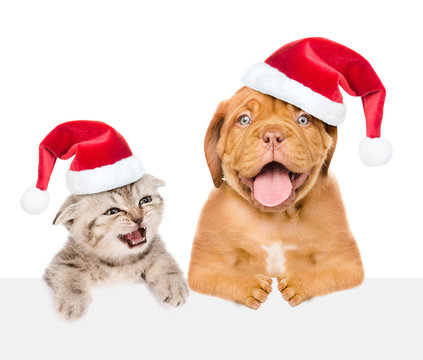 Cat and dog with red christmas hats peeking above empty white board. isolated on white background. Space for text