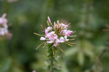 Close up photo of a blooming flower
