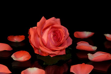 красивая розовая роза на черном фоне с отражением       