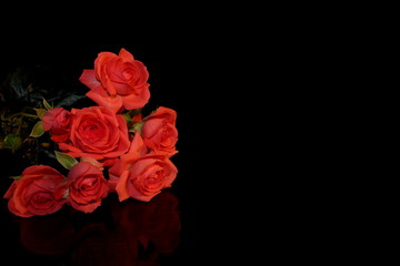 красивая розовая роза на черном фоне с отражением       