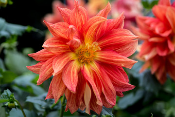 A close up of a blossoming orange and yellow flower from a Japanese garden