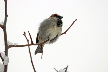 Frozen Sparrow on a branch.