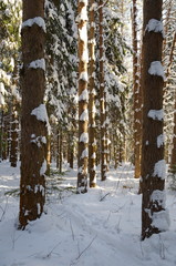 Snow-covered trunks of coniferous trees in the winter forest © koromelena