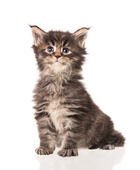 Fototapeta premium Maine Coon kitten