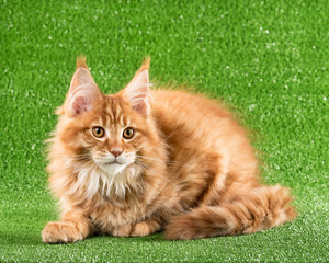 Maine Coon kitten