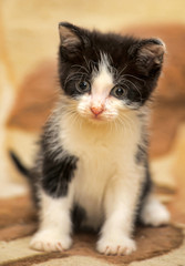 cute fluffy black with white kitten on beige background