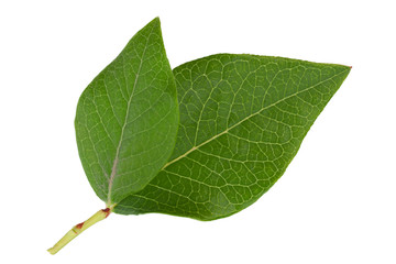 Obraz premium Blueberry fruit leaf closeup