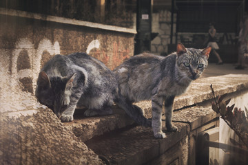 Dos gatos en una calle de Sitges