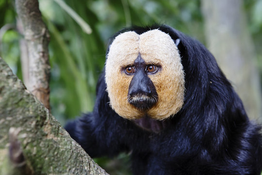 Белоголовый саки White-faced saki