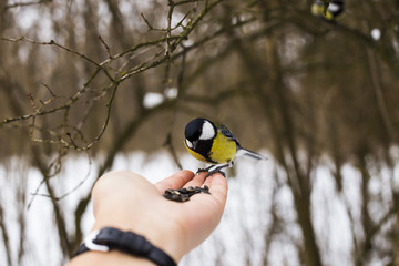 Tit in the park takes sunflower seeds from the hands. Winter and bird care concept