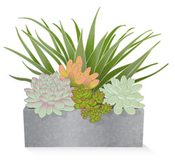 Artistic, stylized rendering of succulents in a rustic, galvanized planter box on a white background