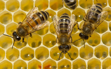 Bees produce wax and build honeycombs from it.
