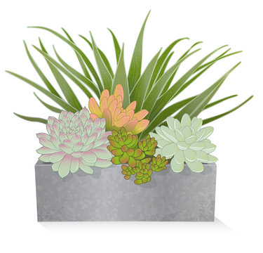 Artistic, Stylized Rendering Of Succulents In A Rustic, Galvanized Planter Box On A White Background