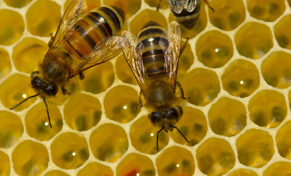Bees build honeycombs. Here you can see work of a bee to create a honeycomb wall.