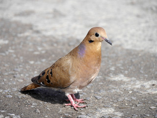 Küstentaube