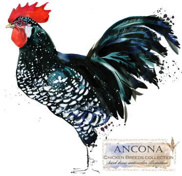 Poultry farming. Chicken breeds series. domestic farm bird 