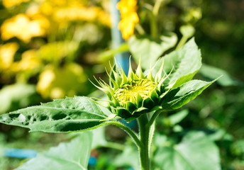 Close up view of Helianthus annuus L. or Sunflower blossoming with warm sunlight. During the daytime in the garden.