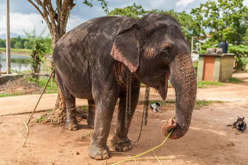 Indian elephant in chains. Elephant for horseback riding.