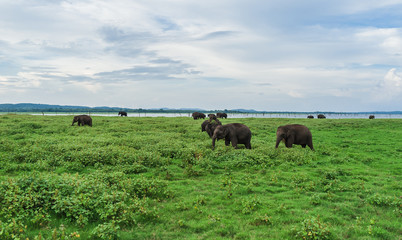 A herd of wild Indian elephants in the reserve is grazed on the field. Safari in the reserve. Elephants are grazing