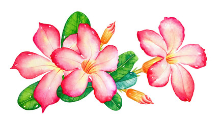 Watercolor illustration of the pink tropical flowers with green leaves isolated on white background.