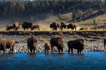 Buffalo Bison while crossing a river in Lamar Valley Yellowstone