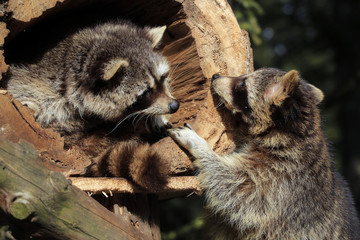 Waschbär Paar (Procyon lotor) Nordamerikanischer Waschbär
