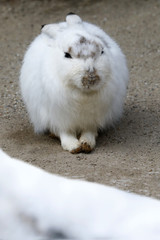 Schneehase (Lepus timidus) mit Winterfell
