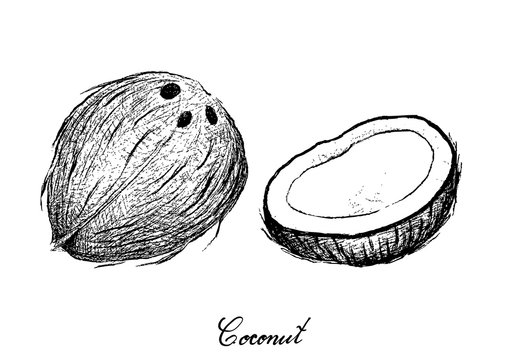 Hand Drawn of Coconut Fruits on White Background