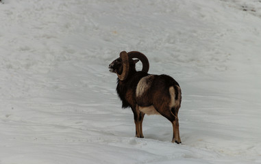 Mufflon im Schnee
