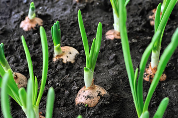 close-up of growing green onion in the vegetable garden