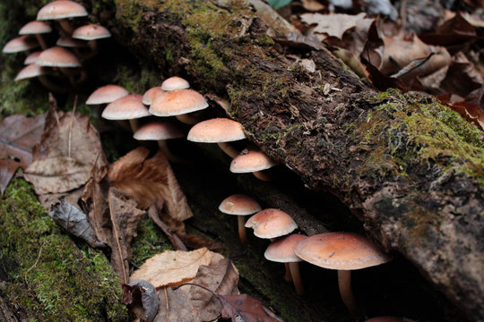 Cluster of wild mushrooms growing out from under mossy log with dried leaves in background