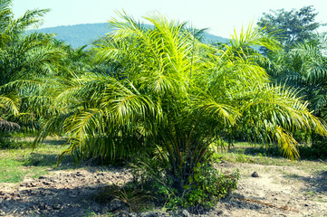 Oil palm plantation Of the countries in Southeast Asia.