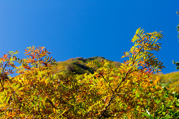 栂池自然園　紅葉／長野県小谷村