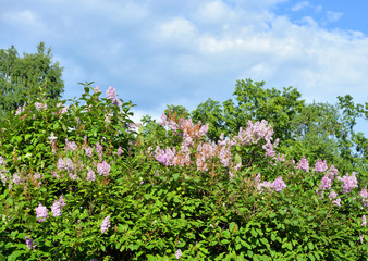 Blossoming lilac bush.